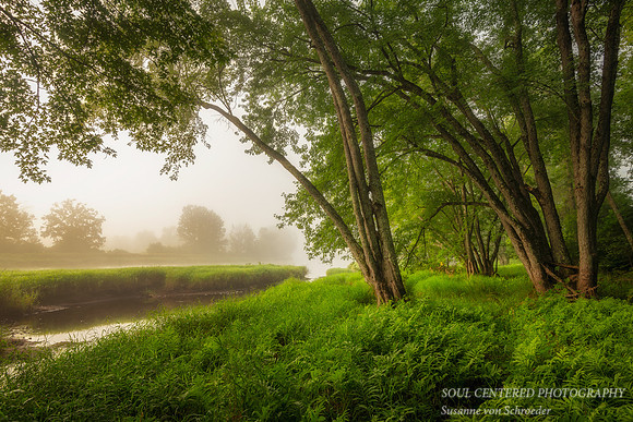 Foggy morning at the Chippewa River, Maple trees 1