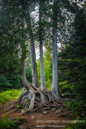 A group of White Cedar trees
