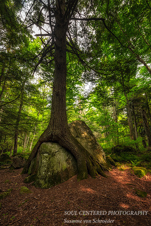 "Friendship Tree"