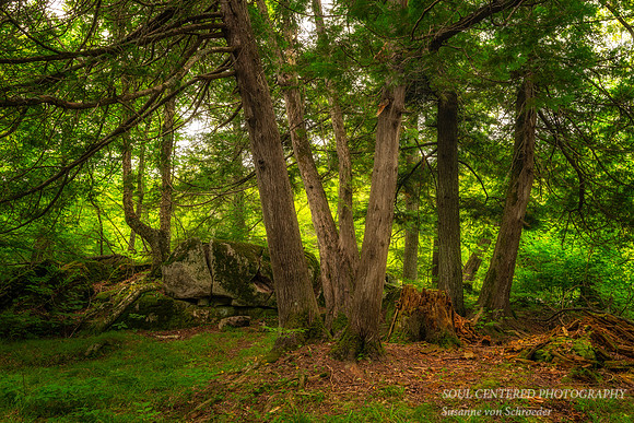 A family of Cedar Trees, summer