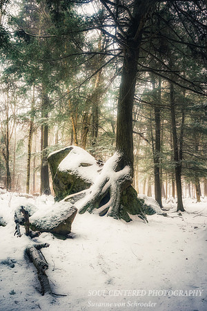 "Friendship Tree" in winter