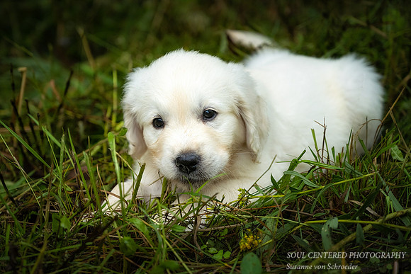 Shanti, 9 weeks 1