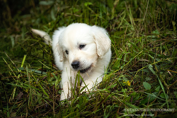 Shanti, 9 weeks 2
