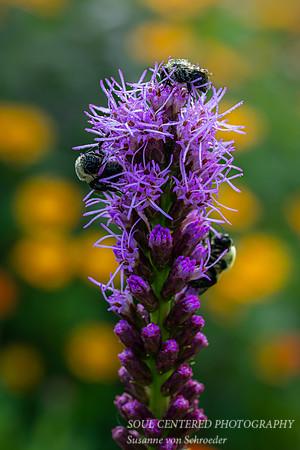 Sleepy bees covered with dew on a Liatris, July '25 3