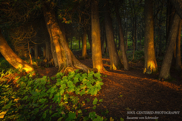 Morning light illuminating a group of Cedar trees