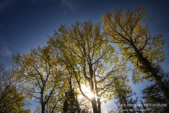 _DSC6736z
