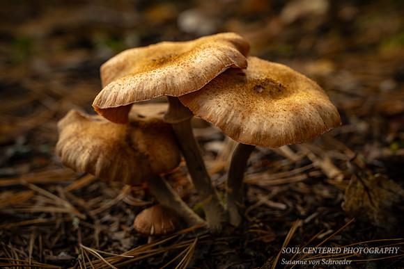 Three mushrooms together