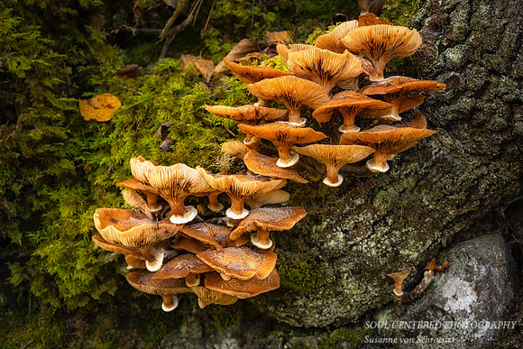 A group of mushrooms