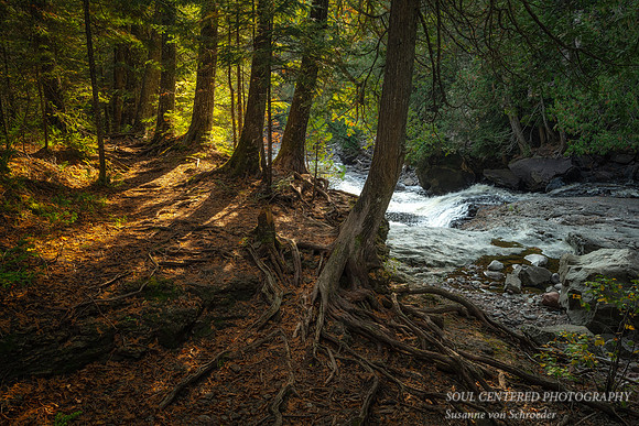 Sunlit path along the Cascade River 1