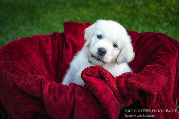 Shanti in red basket 2