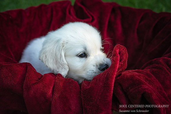 Shanti in red basket 3