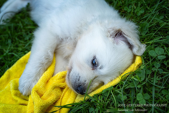 Shanti, yellow cloth 1