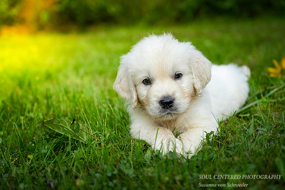 Shanti, 8 weeks 3
