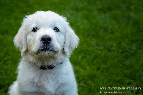 Shanti, 9 weeks 9