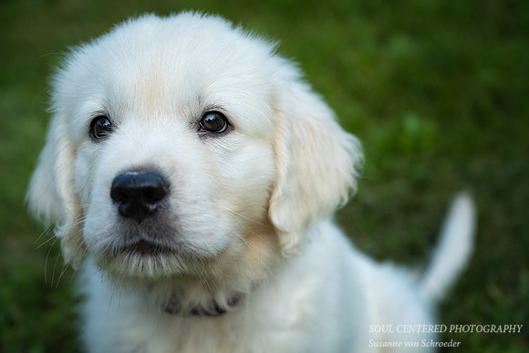 Shanti, 9 weeks 6
