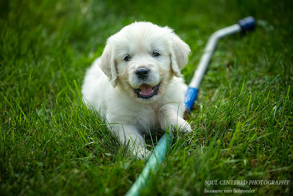 Shanti, garden hose