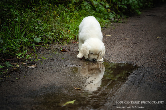 Playing in puddles