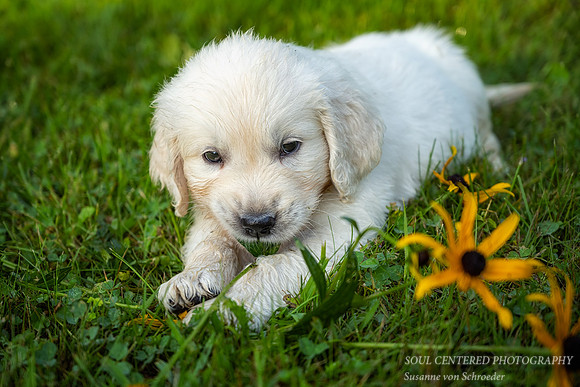 Shanti likes flowers