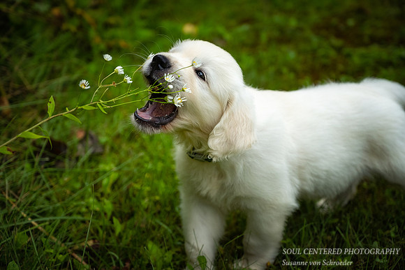 Chewing on everything 1