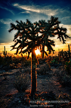 Cholla at sunset