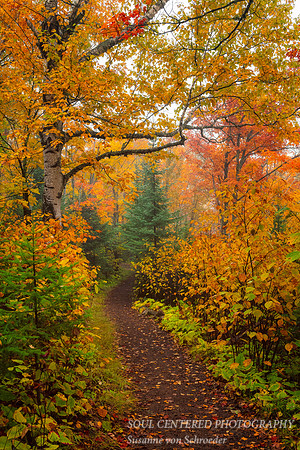 Entrance into an enchanted Forest 1