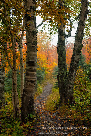 Birch trees "portal"