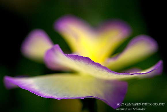 Pansy Etain