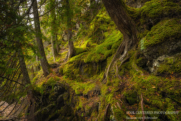 Mossy slope and trees