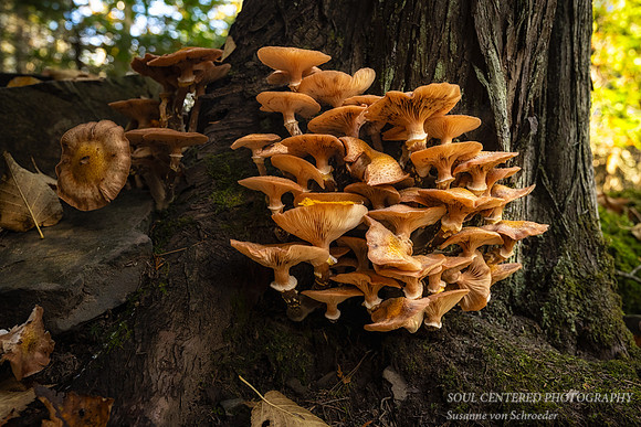Mushroom family on a tree