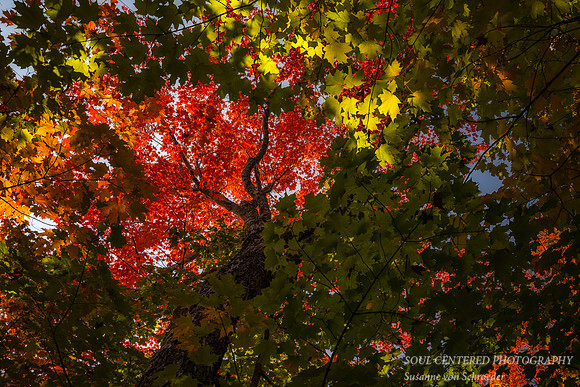 Red maple tree surrounded by greens 1