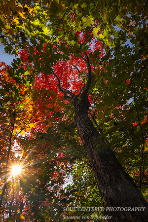 Red maple tree surrounded by greens 2