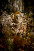Fireweed, seed heads