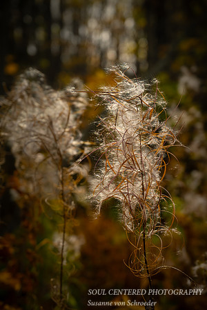 Fireweed, seed heads