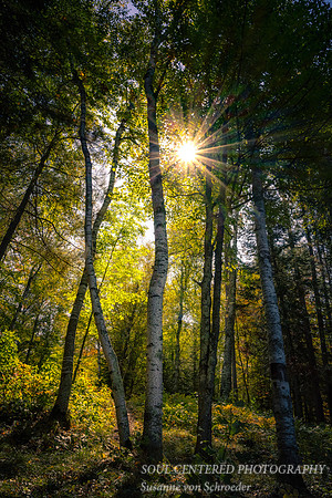 Sun star amongst trees, at Black Lake