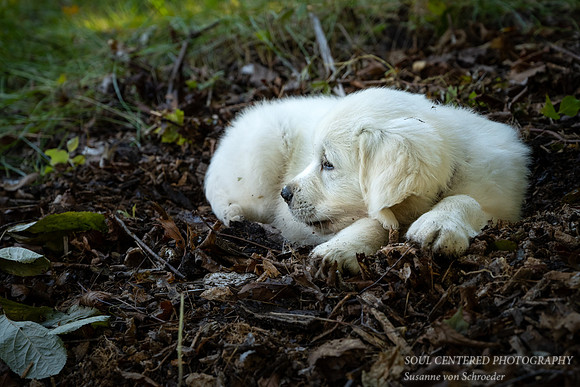 Shanti, 9 weeks 12