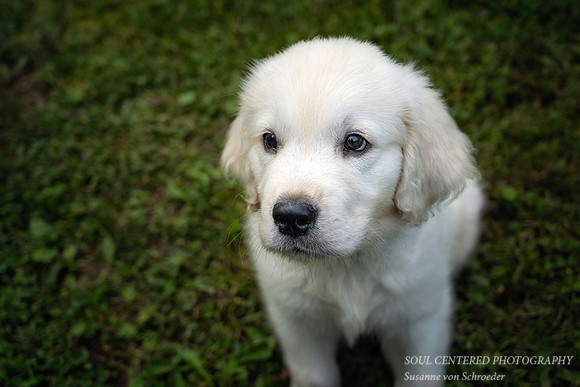 Shanti, 9 weeks 13