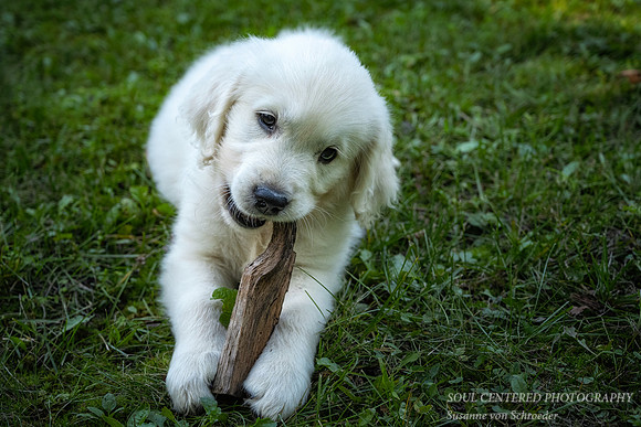 Shanti, 9 weeks 10