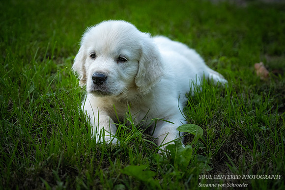 Shanti, 9 weeks 14