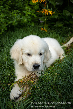 Shanti, 10 weeks old 1