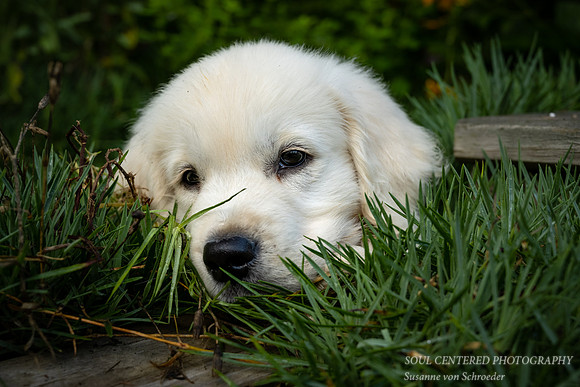 Shanti, 10 weeks old 2