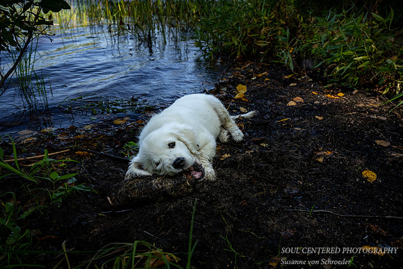 Shanti in mud at Black Lake 2
