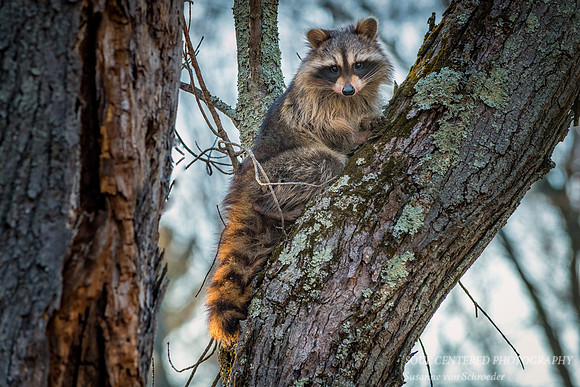 Raccoon in early spring