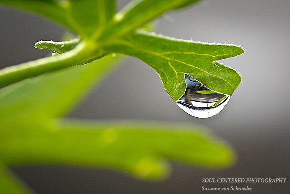Green leaf w. drop