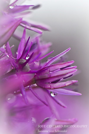 Allium w. drops 2