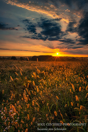 Late August sunrise with grasses 2