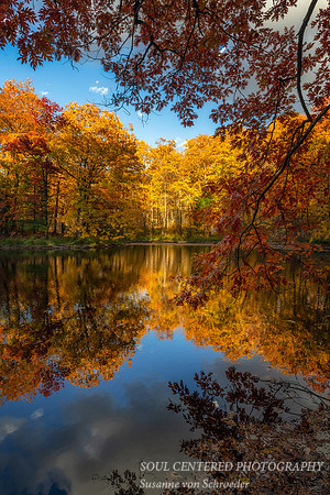 Golden brown Oak trees and reflections 1