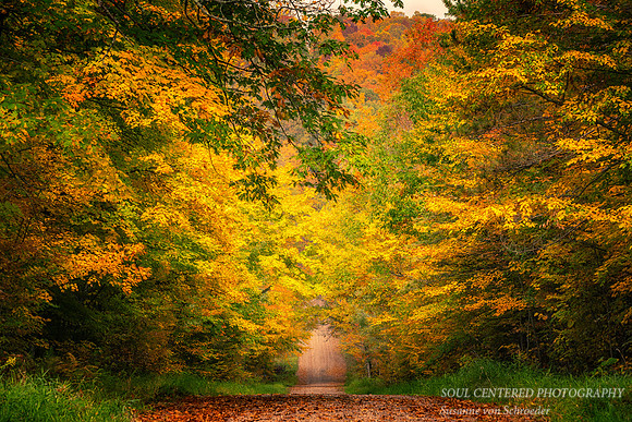 Fall colors, road, 2020 1