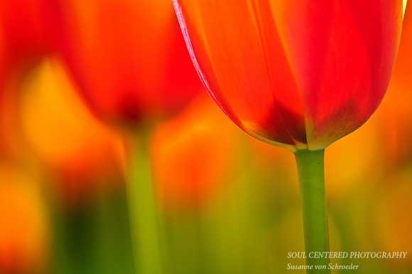 Tulips orange, macro 2