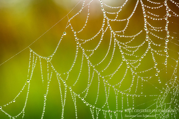 Spiderweb 5