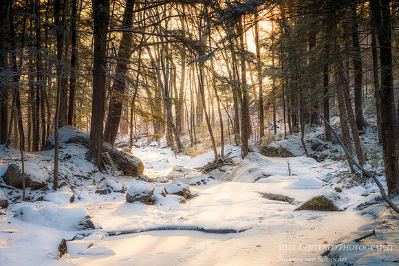 Sunlit forest and creek